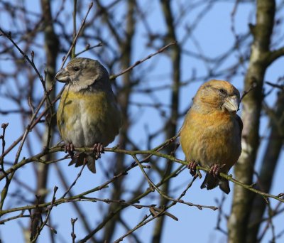 Grote Kruisbekken - Parrot Crossbills