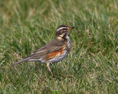 Koperwiek - Redwing