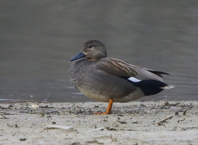 Krakeend - Gadwall