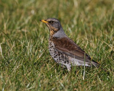 Kramsvogel - Fieldfare