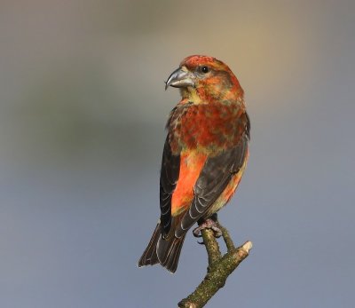 Kruisbek - Common Crossbill