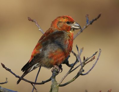 Kruisbek - Common Crossbill