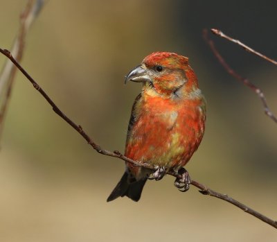 Kruisbek - Common Crossbill