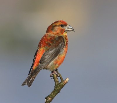 Kruisbek - Common Crossbill