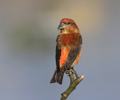 Kruisbek - Common Crossbill