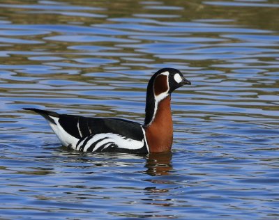Roodhalsgans - Red-breasted Goose