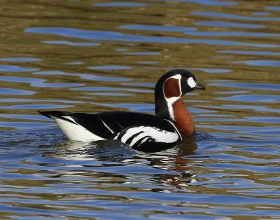 Roodhalsgans - Red-breasted Goose
