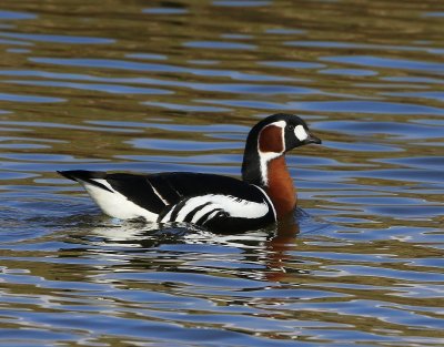 Roodhalsgans - Red-breasted Goose