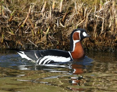 Roodhalsgans - Red-breasted Goose