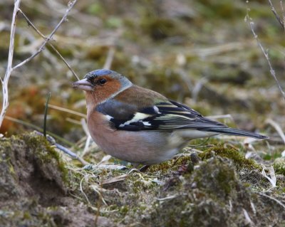 Vink - Common Chaffinch