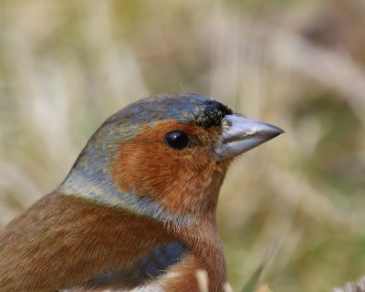 Vink - Common Chaffinch