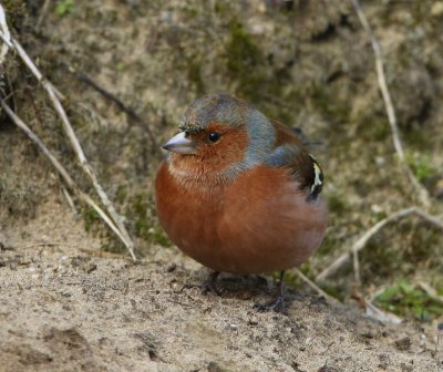 Vink - Common Chaffinch