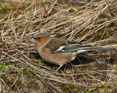 Vink - Common Chaffinch