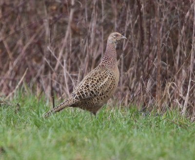 Fazant - Common Pheasant