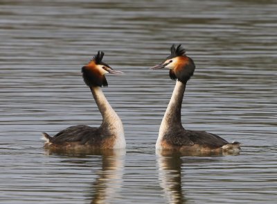 Futen - Great Crested Grebes