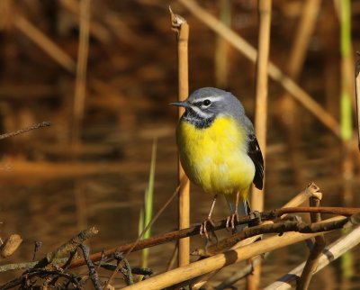 Grote Gele Kwikstaart - Grey Wagtail