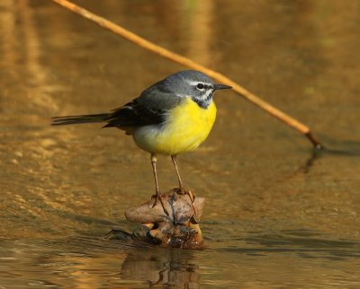 Grote Gele Kwikstaart - Grey Wagtail