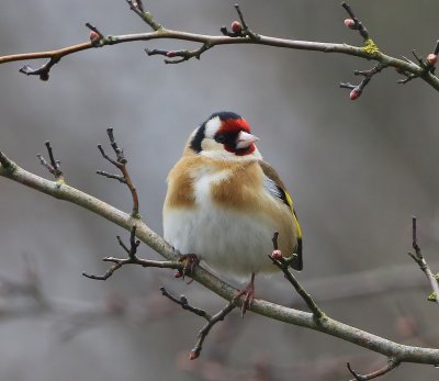 Putter - European Goldfinch