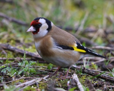 Putter - European Goldfinch