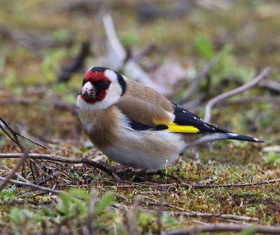 Putter - European Goldfinch