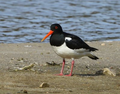 Scholekster - Eurasian Oystercatcher