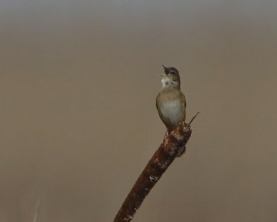Snor - Savis Warbler