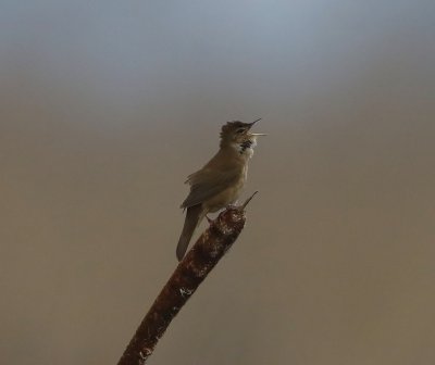 Snor - Savis Warbler