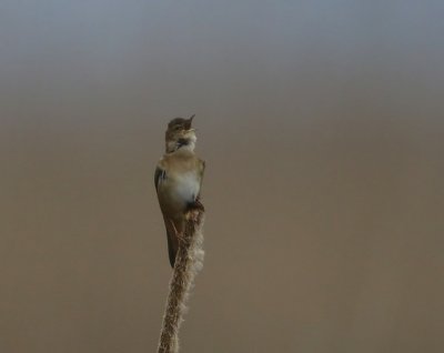 Snor - Savis Warbler