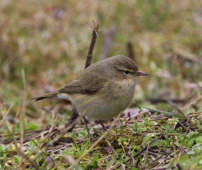 Tjiftjaf - Northern Chiffchaff