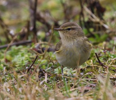 Tjiftjaf - Northern Chiffchaff