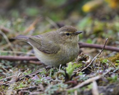 Tjiftjaf - Northern Chiffchaff