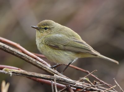 Tjiftjaf - Northern Chiffchaff