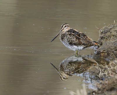 Watersnip - Common Snipe