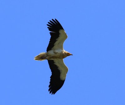 Aasgier - Egyptian Vulture