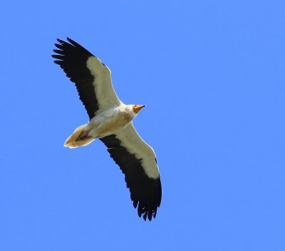 Aasgier - Egyptian Vulture