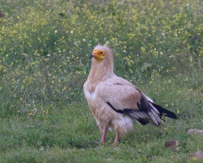 Aasgier - Egyptian Vulture