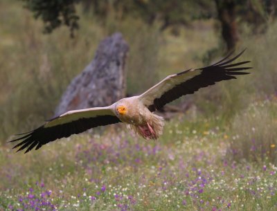 Aasgier - Egyptian Vulture