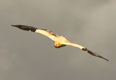 Aasgier - Egyptian Vulture