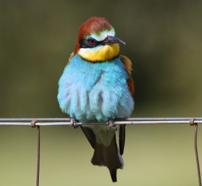 Bijeneter - European Bee-eater
