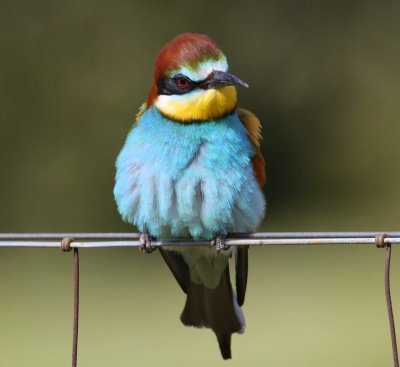 Bijeneter - European Bee-eater