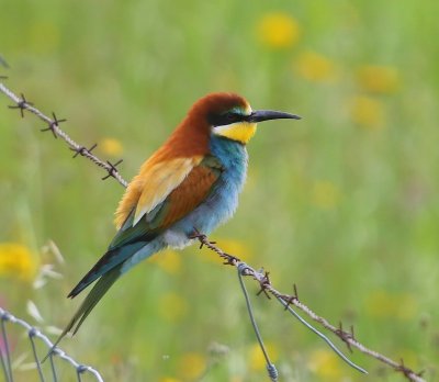 Bijeneter - European Bee-eater