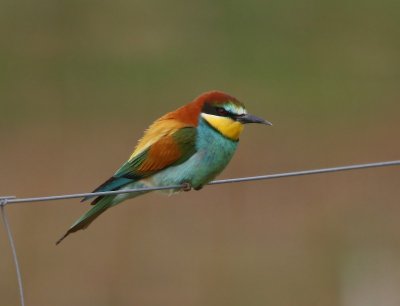 Bijeneter - European Bee-eater