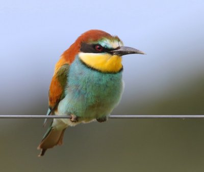 Bijeneter - European Bee-eater