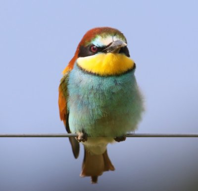 Bijeneter - European Bee-eater