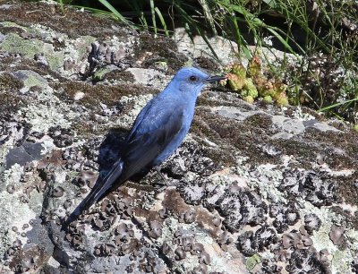 Blauwe Rotslijster - Blue Rock Thrush