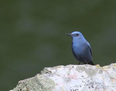 Blauwe Rotslijster - Blue Rock Thrush