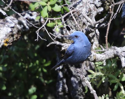 Blauwe Rotslijster - Blue Rock Thrush