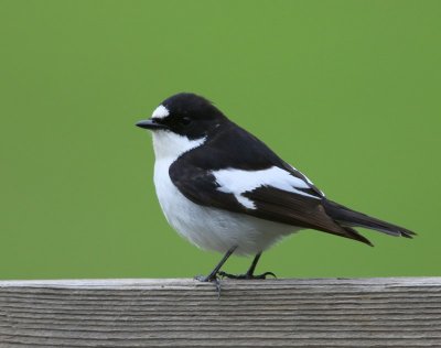 Bonte Vliegenvanger - European Pied Flycatcher