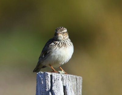 Boomleeuwerik - Wood Lark