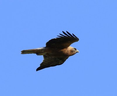 Dwergarend - Booted Eagle